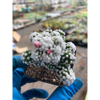 cây xương rồng mami mamillaria vetula, bờm sư tử trắng cây bụi size chậu 5cm