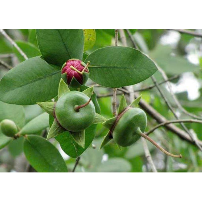 Bần Ổi, cây giống bần thường ..