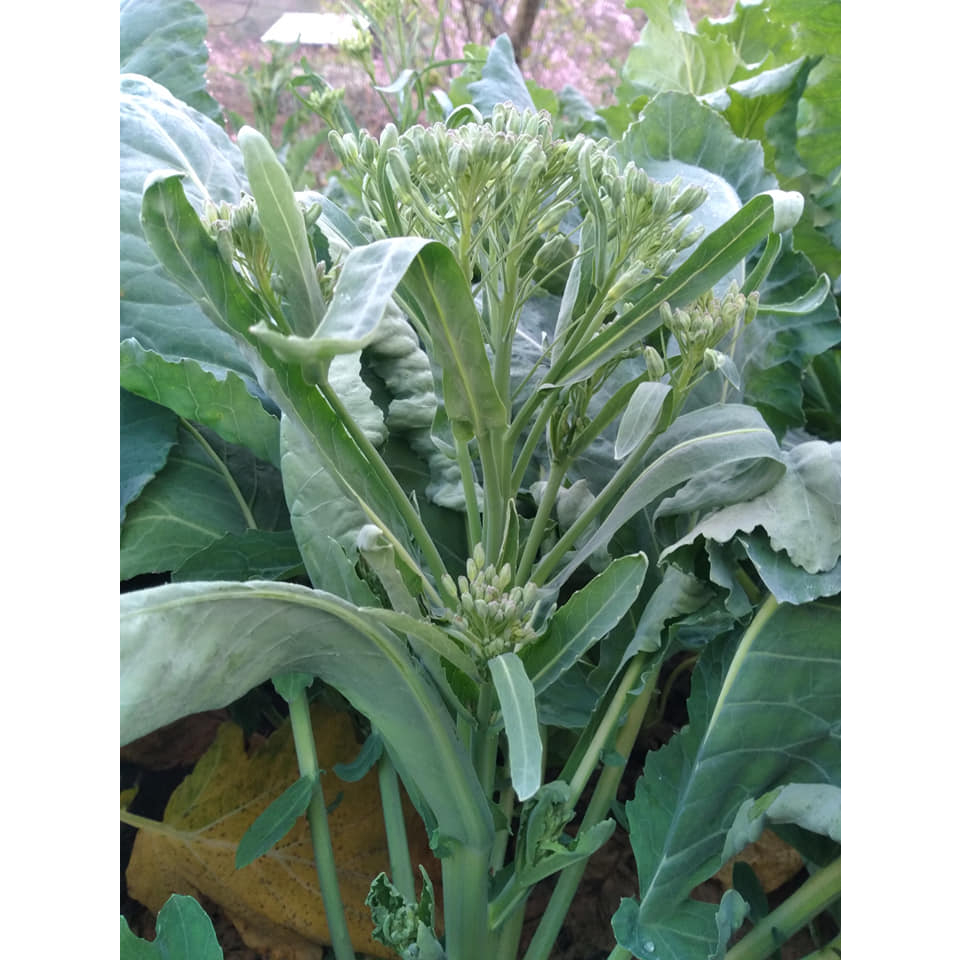 Hạt giống rau Cải ngồng su hào 2gram gói hàng chính hãng công ty đóng gói