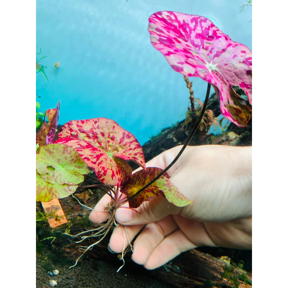 Củ Sen Tiger - Cây Súng Thủy Sinh Màu Đỏ Cực Đẹp