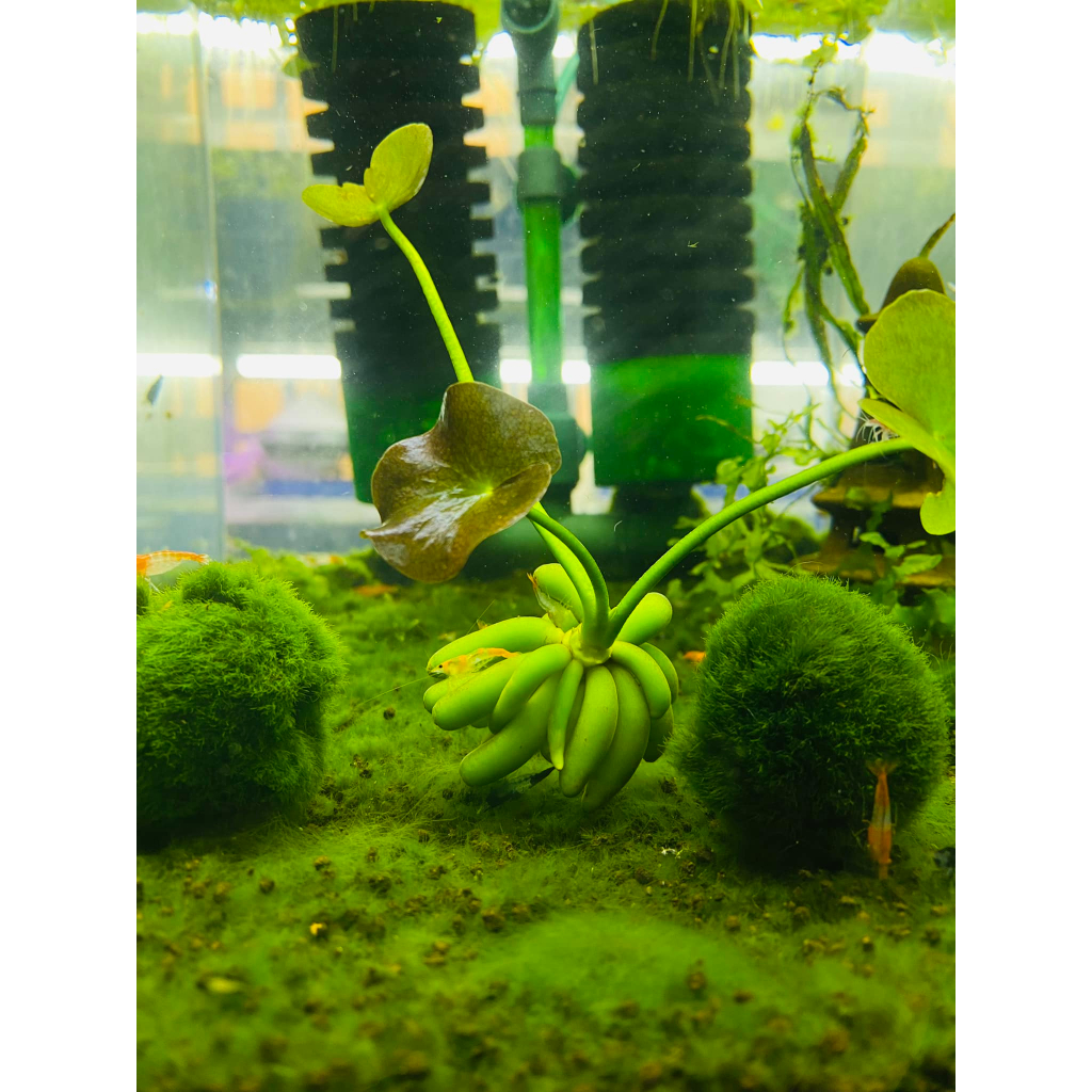 Cây Trang Chuối| Cây Thủy Sinh dễ trong| Cây Thủy Sinh không Co2