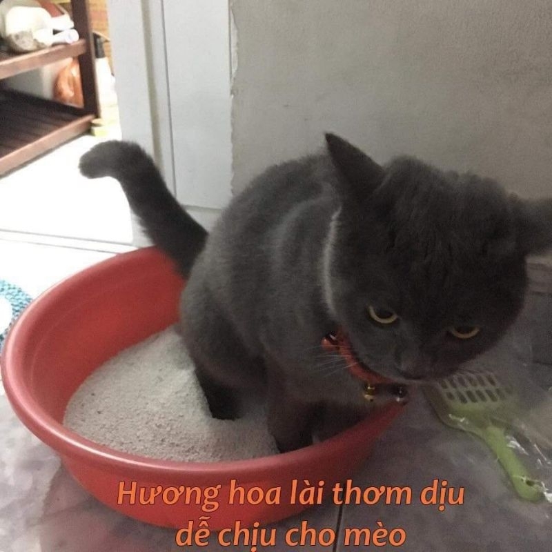 Cát vệ sinh cho mèo hàng Vn sản xuất bao 15 lít hương hoa lài thơm dịu, thích hợp với mọi giống mèo