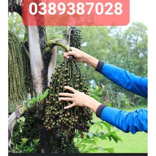 Trái đủng đỉnh khô,1kg