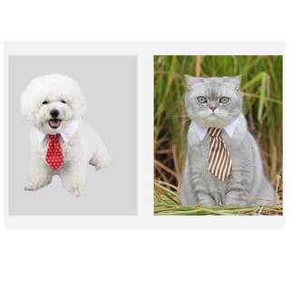Vòng Cổ cho Chó Mèo - Cổ Sơ Mi Trắng Đeo Nơ Cà Vạt Lịch Lãm