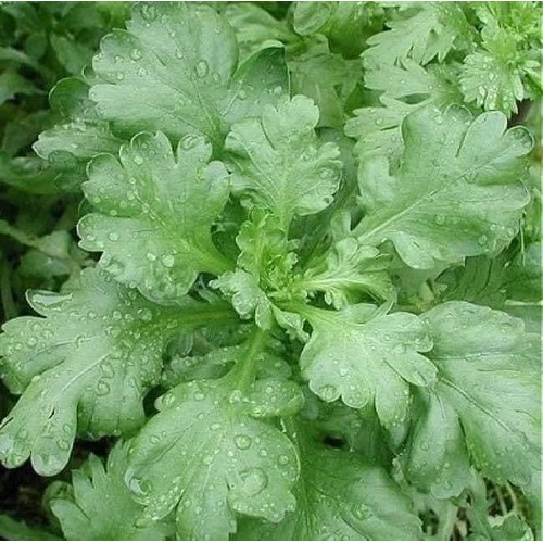 Hạt giống Rau Cải Cúc nếp  hàng chính hãng công ty đóng gói