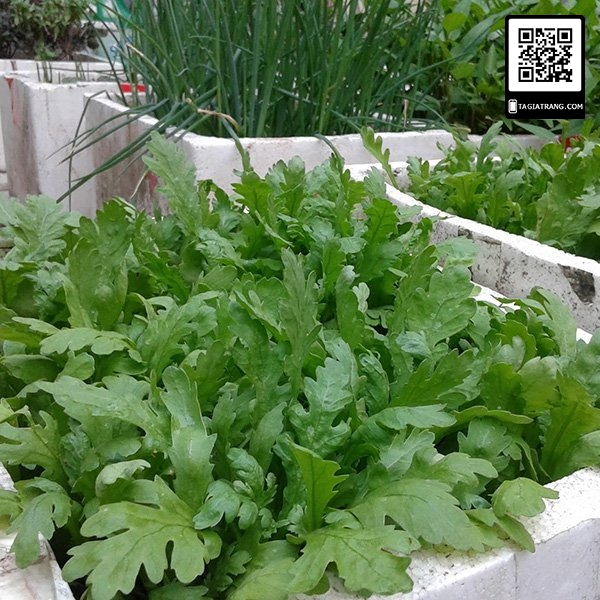 Hạt giống Rau Cải Cúc nếp  hàng chính hãng công ty đóng gói