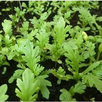 Hạt giống Rau Cải Cúc nếp  hàng chính hãng công ty đóng gói