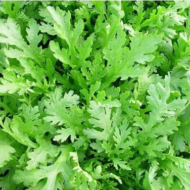 Hạt giống Rau Cải Cúc nếp  hàng chính hãng công ty đóng gói