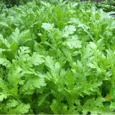 Hạt giống Rau Cải Cúc nếp  hàng chính hãng công ty đóng gói