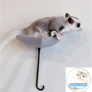 Dù dán tường tập bay cho sóc bay úc