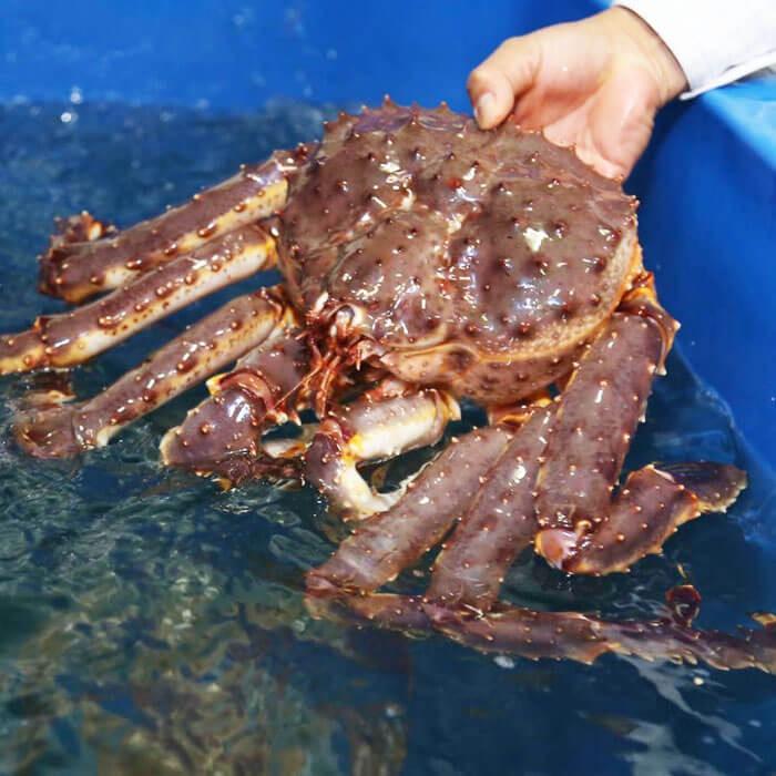 Cua Hoàng Đế size 1.5-2kg-King Crab nhập khẩu tại hồ  Làng Hải Sản Mix-Official
