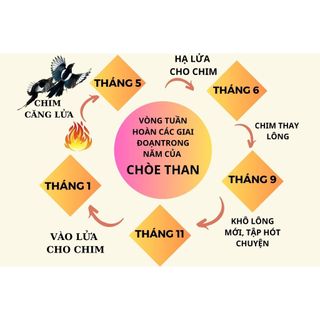 (CÁM VÀNG) LINH CHÒE THAN HOÀNG MAI