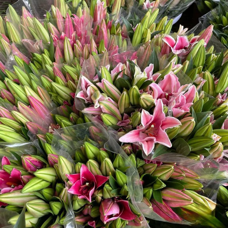 hoa ly (hoa tươi)