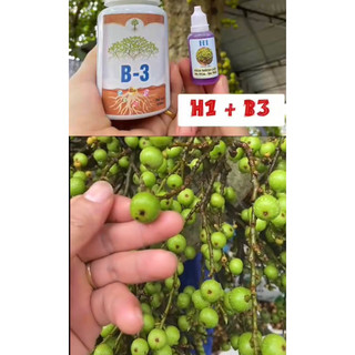 Siêu dướng cây combo H1 B3 chế phẩm kích hoa và quả cho sung và cây có quả