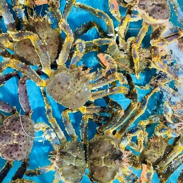 Cua Hoàng Đế size 1.5-2kg-King Crab nhập khẩu tại hồ (HCM GIAO NHANH TRONG 2H) Làng Hải Sản Mix-Official