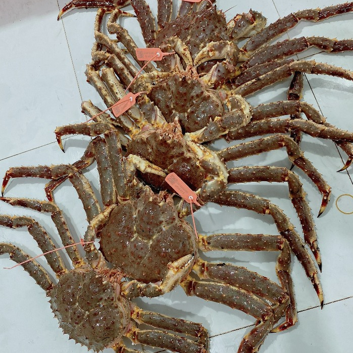 Cua Hoàng Đế size 1.5-2kg-King Crab nhập khẩu tại hồ  Làng Hải Sản Mix-Official