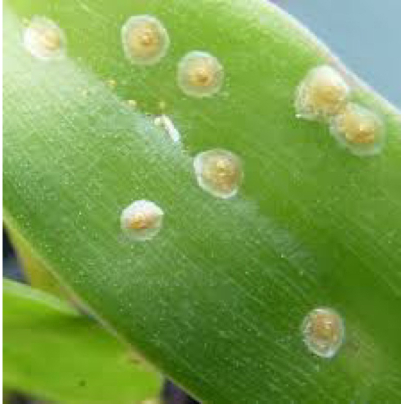 Shop chuyên sỉ  combo 10 gói Vua rầy rệp  - quét sạch rệp trên cây hoa, cây cảnh