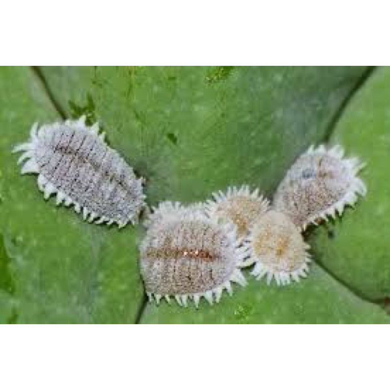 Shop chuyên sỉ  combo 10 gói Vua rầy rệp  - quét sạch rệp trên cây hoa, cây cảnh