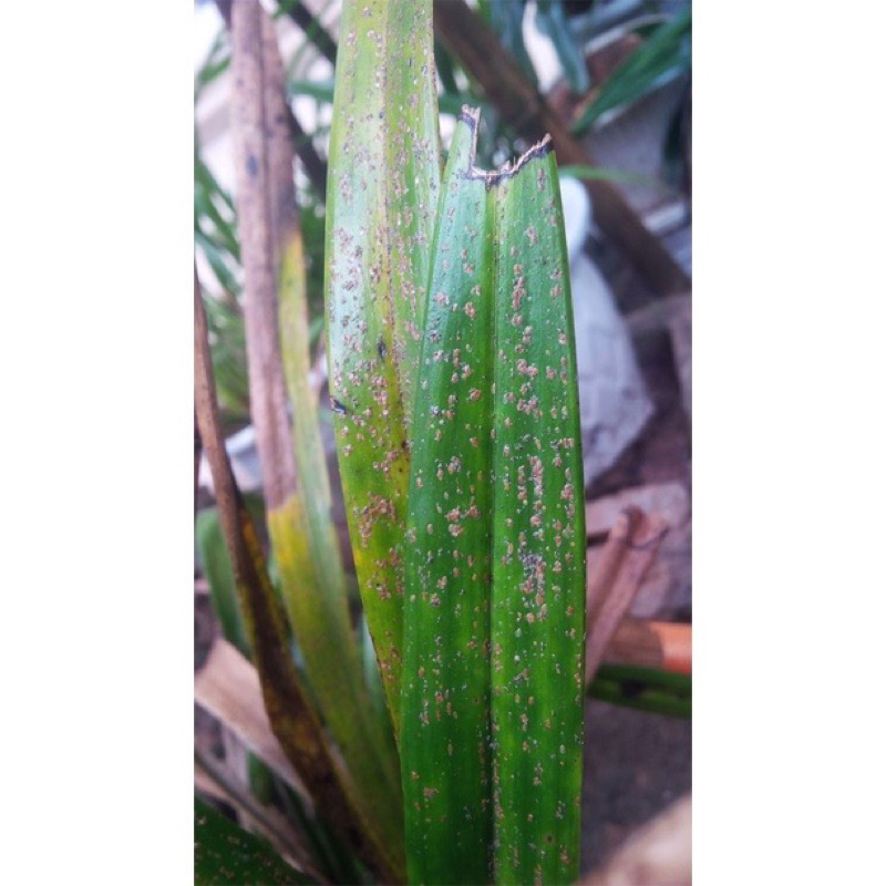 Shop chuyên sỉ  combo 10 gói Vua rầy rệp  - quét sạch rệp trên cây hoa, cây cảnh