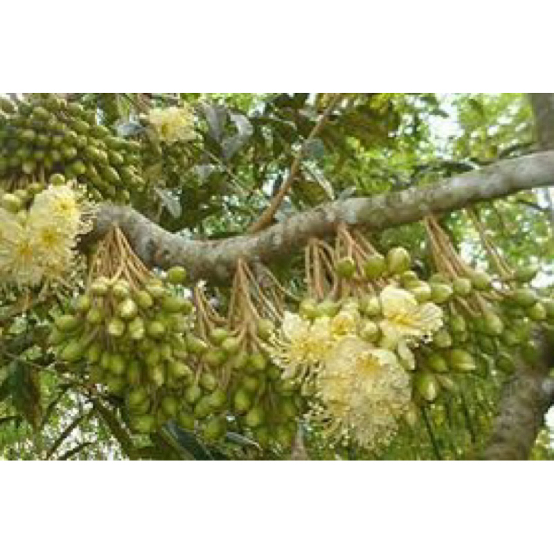 Shop chuyên sỉ  combo 10 gói Vua rầy rệp  - quét sạch rệp trên cây hoa, cây cảnh