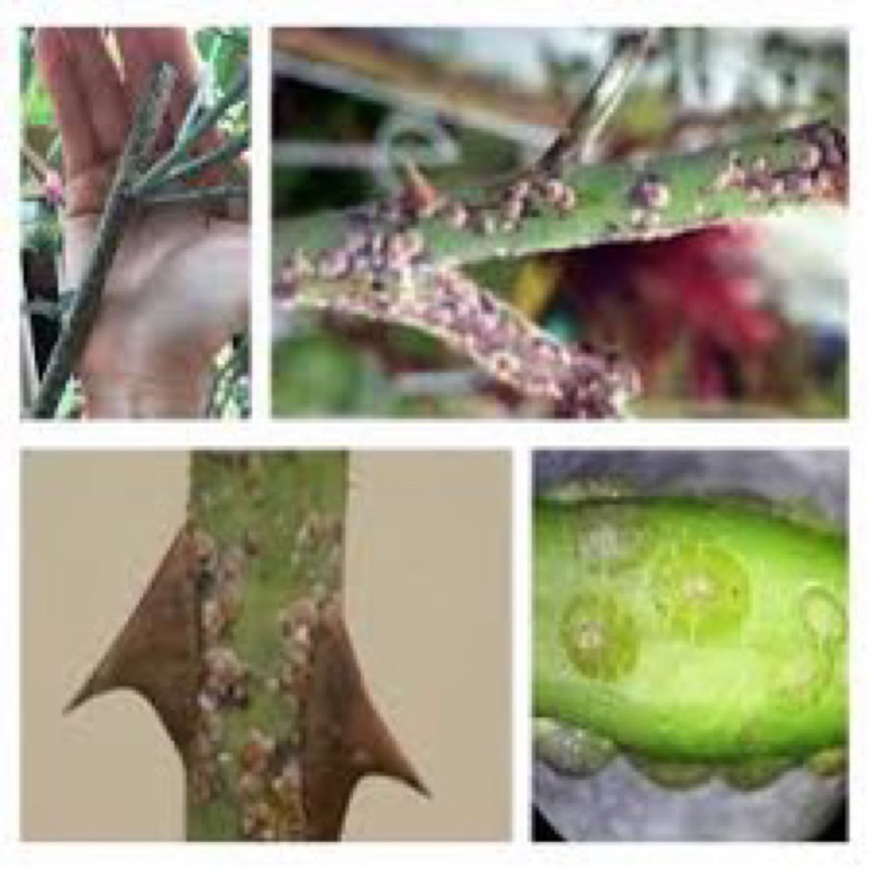 Shop chuyên sỉ  combo 10 gói Vua rầy rệp  - quét sạch rệp trên cây hoa, cây cảnh