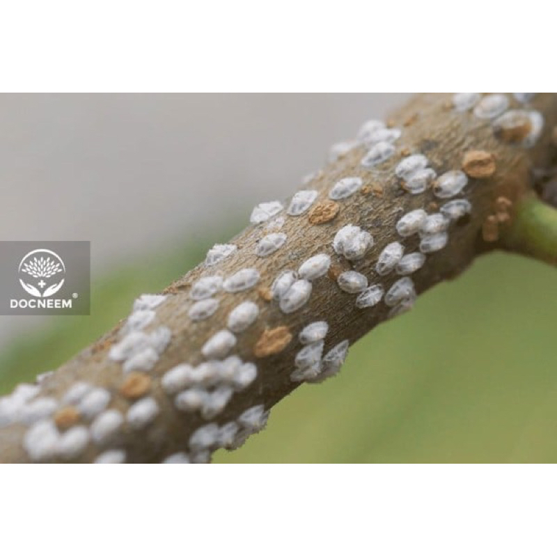 Shop chuyên sỉ  combo 10 gói Vua rầy rệp  - quét sạch rệp trên cây hoa, cây cảnh