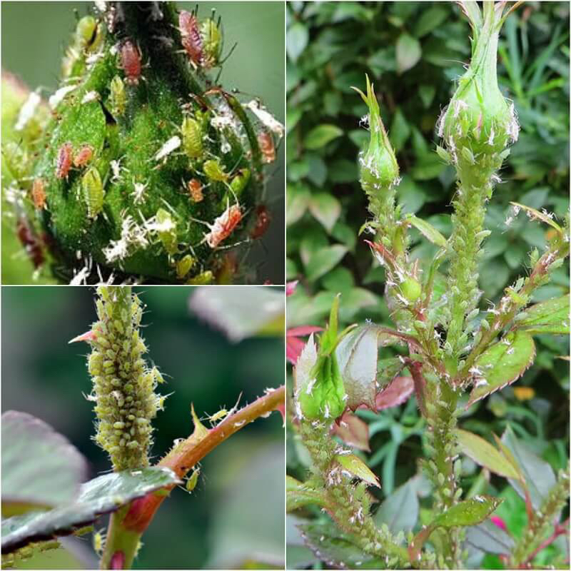 Shop chuyên sỉ  combo 10 gói Vua rầy rệp  - quét sạch rệp trên cây hoa, cây cảnh