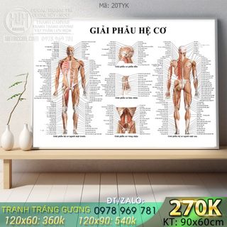 Tranh Tráng gương Y khoa - giải phẫu hệ cơ
