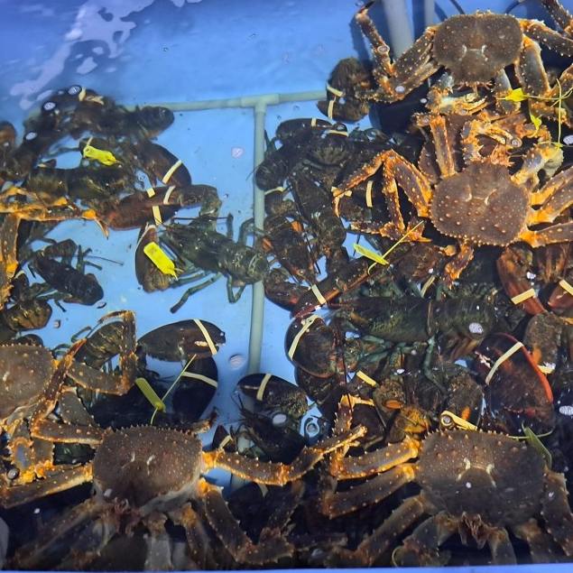 Cua Hoàng Đế size 1.5-2kg-King Crab nhập khẩu tại hồ  Làng Hải Sản Mix-Official