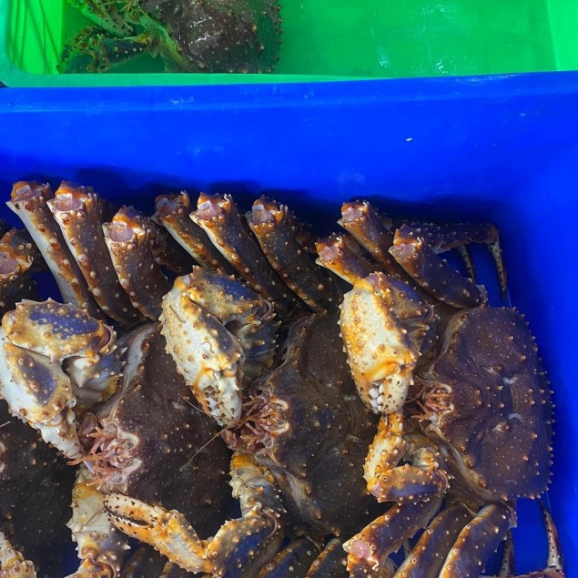Cua Hoàng Đế size 1.5-2kg-King Crab nhập khẩu tại hồ (HCM GIAO NHANH TRONG 2H) Làng Hải Sản Mix-Official