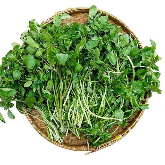 Hạt giống Rau Xà lách  Xoong Mỹ  hàng chính hãng công ty đóng gói