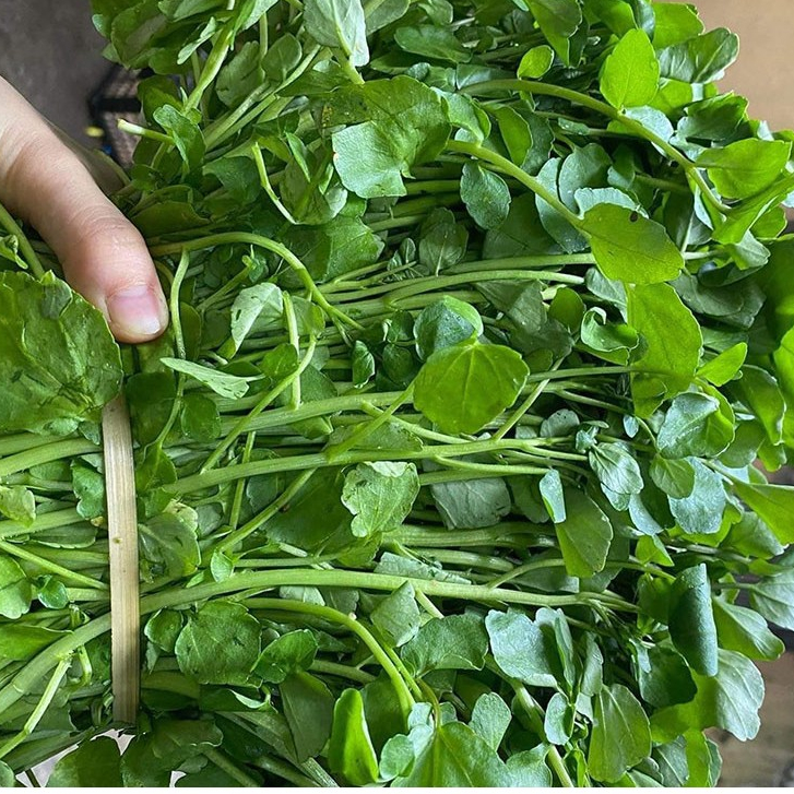 Hạt giống Rau Xà lách  Xoong Mỹ  hàng chính hãng công ty đóng gói