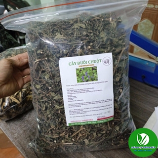 Cây Đuôi Chuột Khô   Cam kết hàng sạch đẹp