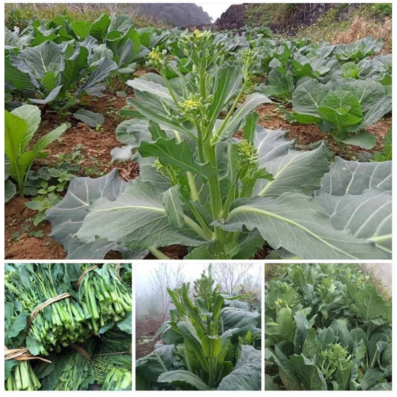 Gói 15 gram hạt giống cải ngồng su hào