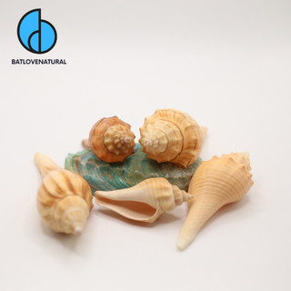 Vỏ ốc Đùi Gà Dài - Vỏ ốc mượn hồn - Vỏ ốc trang trí nhiều kích thước nhỏ vừa lớn