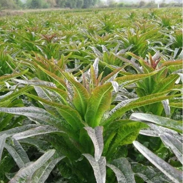 HẠT GIỐNG RAU TIẾN VUA - NGÓ XUÂN