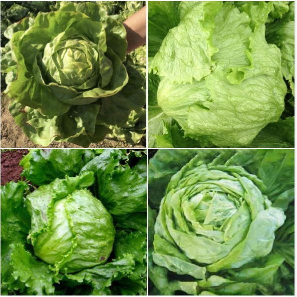 Hạt giống rau Xà lách búp đăm gói 2gram hàng chính hãng công ty đóng gói