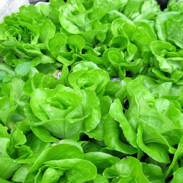 Hạt giống rau Xà lách búp đăm gói 2gram hàng chính hãng công ty đóng gói