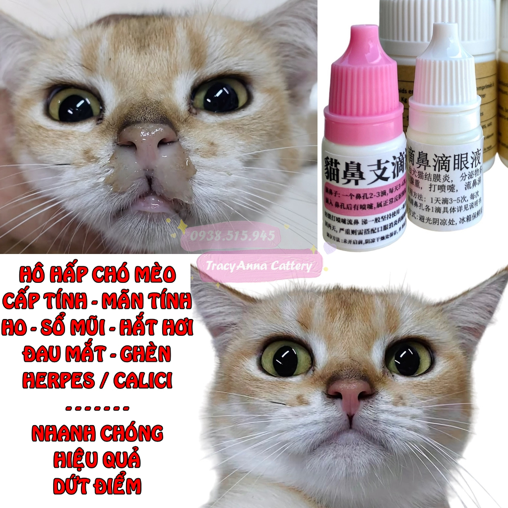 Nhỏ mắt mũi thần thánh hàng Nội địa Trung chó mèo đục giác mạc, viêm mắt, hô hấp sổ mũi Herpes mèo TracyAnna Cattery