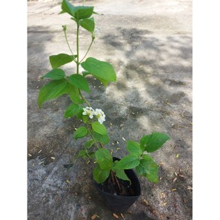 Cây ngũ sắc (tùy chọn màu)
