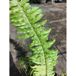 Dương xỉ vàng cẩm thạch
