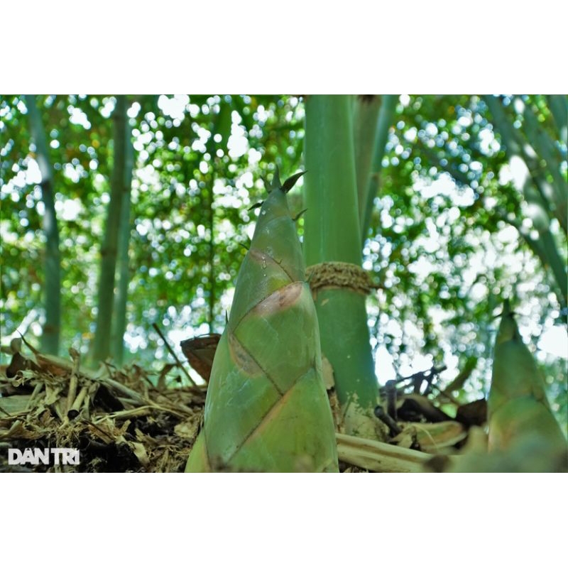 Cây giống Tre Điền Trúc lấy măng.  tre tứ quý