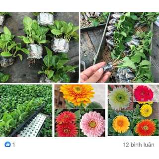Conbo 10 Cây Giống Hoa Đồng Tiền mix màu cây khoẻ