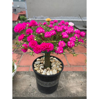 COMBO 5 cái giá đỡ 1 tầng trụ tròn có đế