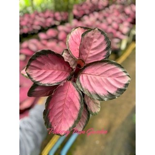 Đuôi công hồng-cây để bàn