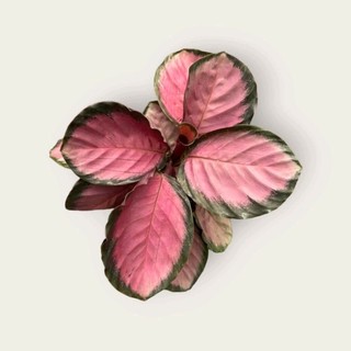 Đuôi công hồng-cây để bàn