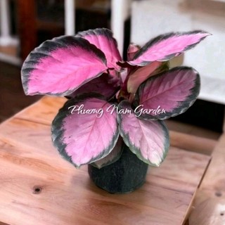 Đuôi công hồng-cây để bàn