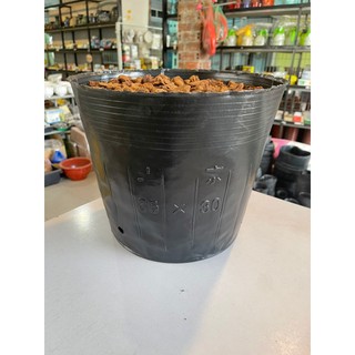 10kg bịch bầu ươm cây các kích thước