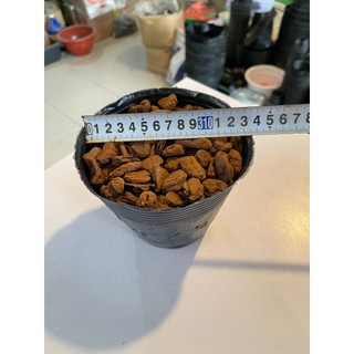 10kg bịch bầu ươm cây các kích thước
