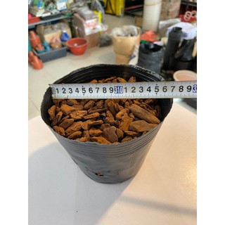 10kg bịch bầu ươm cây các kích thước